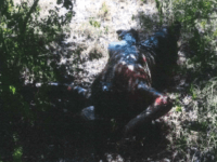 A Brooks County Sheriff's Office deputy recovers the body believed to be a Guatemalan national. (Photo: Brooks County Sheriff's Office)
