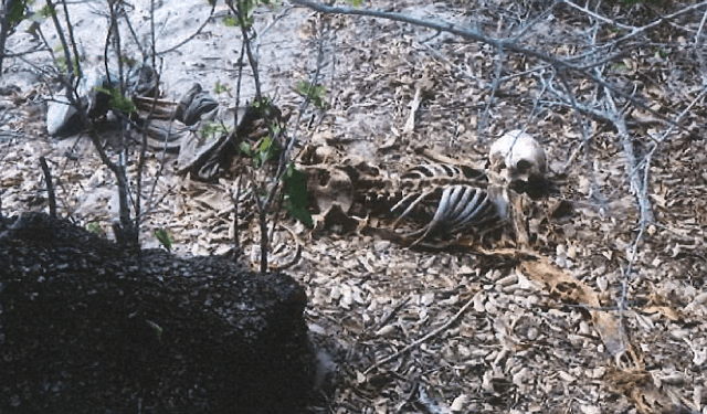 Brooks County deputies recover the skeletal remains of a migrant who died near the Falfurrias Border Patrol checkpoint in July. (Photo: Brooks County Sheriff's Office)