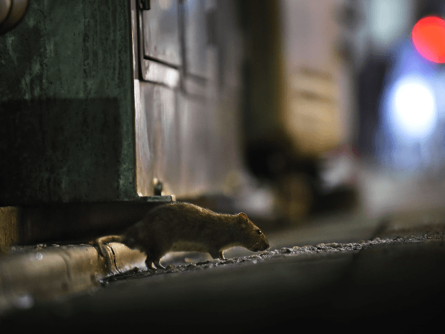 This picture taken on August 30, 2018 shows a rat in Tokyo's Shinbashi area, near the Tsukiji fish market. - After a fabled 83-year history, the world's biggest fish market, which is also a huge tourist magnet for its pre-dawn tuna auctions, will move to a brand-new facility in Toyosu, …