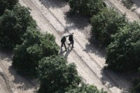 MCALLEN, TX - NOVEMBER 06: A U.S. Border Patrol agent detains an undocumented immigrant in an orange grove on November 6, 2018 in McAllen, Texas. Border Patrol agents on the ground, assisted by a helicopter unit of U.S. Air and Marine Operations agents, detained a group of immigrants who had …