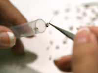 Lab assistant Amy Sebo drops mosquitoes into test tubes as she prepares them to be tested with the VecTest procedure for West Nile Virus, Saint Louis Encephalitis, Eastern Equine Encephalitis and Antigen Panel Assay June 20, 2003 at the Northwest Mosquito Abatement District headquarters in Wheeling, Illinois. Illinois reported 884 …