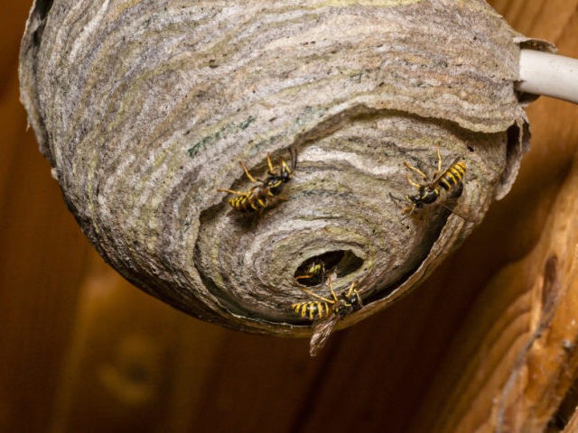 Wasps are building their nest
