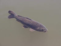 Black carp swimming in the lake