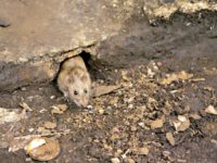 Rat problem in Baltimore