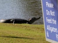 AVONDALE, LOUISIANA - APRIL 25: An alligator is seen near the seventh green during the first round of the Zurich Classic at TPC Louisiana on April 25, 2019 in Avondale, Louisiana. (Photo by Chris Graythen/Getty Images)
