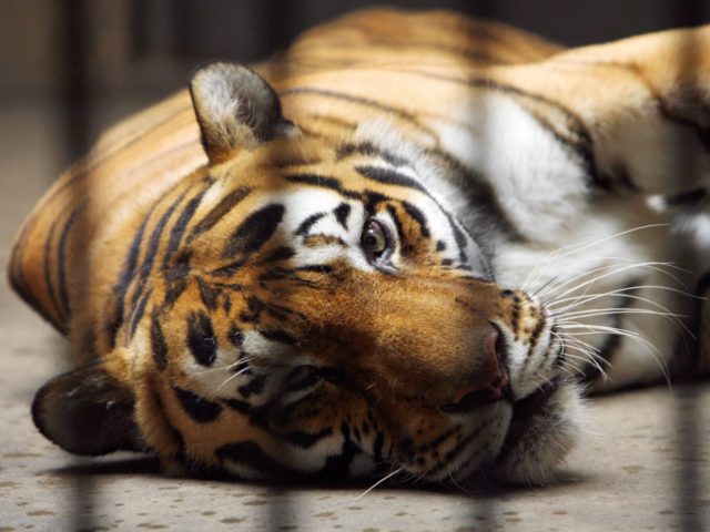 Beijing, CHINA: A Siberian tiger rests inside a cage at the zoo in Beijing, 20 June 2007. China will eventually lift a ban on the trade of tiger bones, state media reported 19 June, a move that wildlife experts believe could wipe out the endangered species in the wild. China …