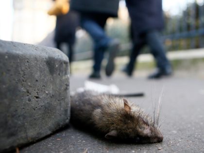 A dead rat lays on the sidewalk outside the Saint Jacques Tower park, in the center of Paris, Friday, Dec. 9, 2016. Paris is on a new rampage against rats, trying to shrink the growing rodent population. (AP Photo/Francois Mori)