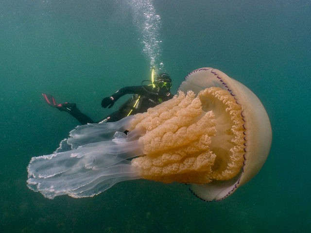 ‘Breathtaking’ Giant Jellyfish Spotted Along English Coast