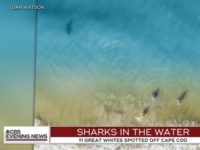 great whites