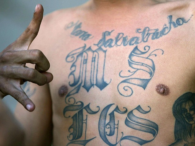 San Salvador, EL SALVADOR: A member of the "Mara Salvatrucha" gang flashes the sign of his gang as he is presented to the press in San Salvador on September 7th, 2006, after his arrest last night. Some 130 gang members suspected of committing homicides were arrested last night during a …