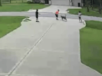 Pit bull attacks child