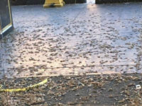 Migrating grasshoppers descended upon Las Vegas, Nevada, this week as they move north, causing some residents alarm.