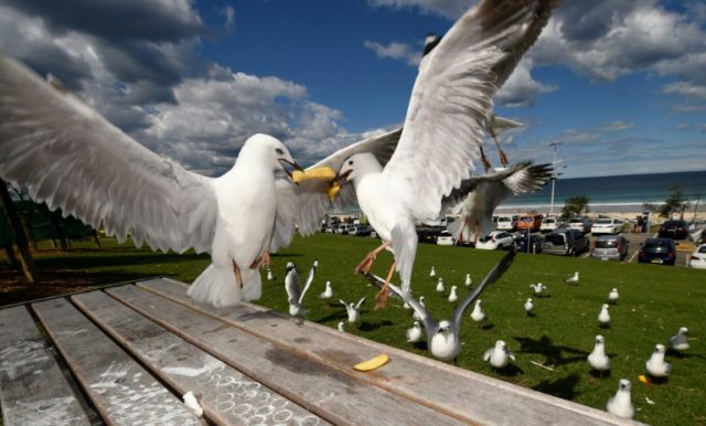 Scientists said 20 percent of silver gulls were thought to carry disease-causing bacteria that are resistant to antibiotics Gulls could pass on drug-resistant bacteria to humans, say scientists