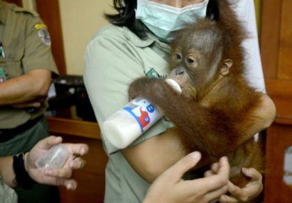 Russian jailed in Bali for smuggling drugged orangutan