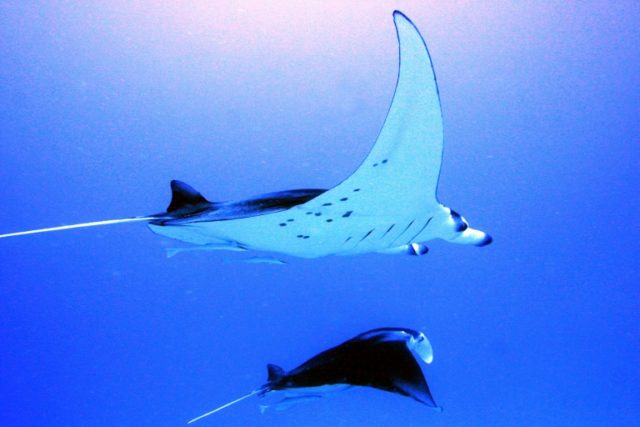 Manta rays are considered one of the most intelligent underwater creatures and are common off parts of the west coast of AustraliaManta rays are considered one of the most intelligent underwater creatures and are common off parts of the west coast of Australia Off the hook: Manta ray asks divers for helping hand