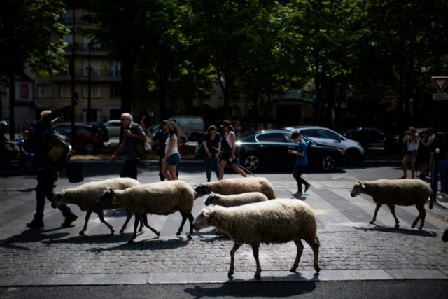Bleating the traffic: sheep dodge cars in tour around Paris