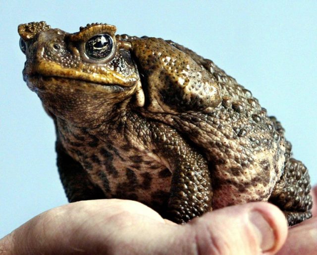 Toxic toads found near Sydney spark fears of southward spread