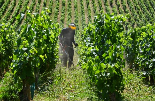 French wine production hit by heatwave