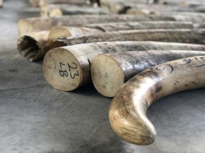 Singapore makes its biggest ever illegal ivory seizure