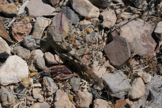 Grasshoppers invade Las Vegas Strip