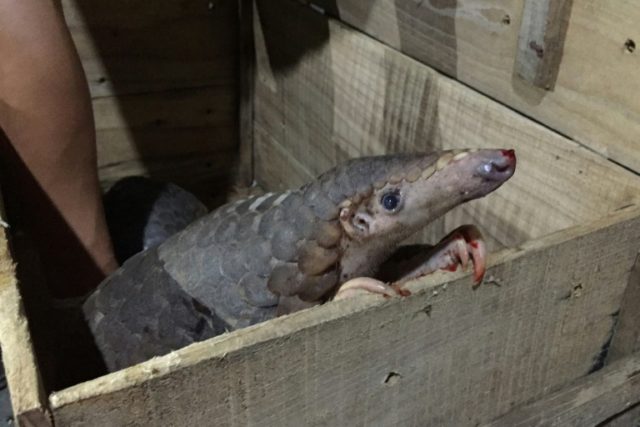 Dozens of live pangolins found hidden on bus in Vietnam