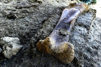 Colossal dinosaur bone find in France thrills scientists