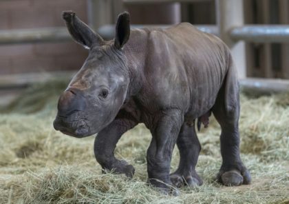Two rare white rhinos pregnant at Belgian zoo