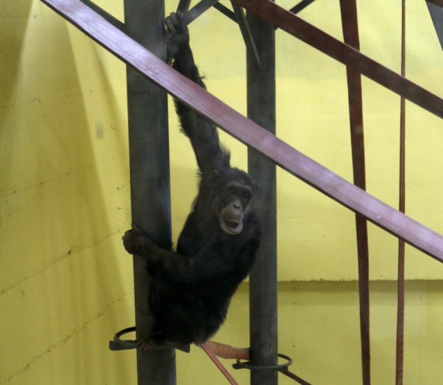 North Macedonia Chimpanzee Koko, the chimpanzee hangs from a railing in a special compartment at the Skopje zoo, in Skopje, North Macedonia, Thursday, July 11, 2019. Koko, once a star in Skopje's zoo, has returned home after spending 10 years in the Netherlands recovering from depression, the zoo says. Koko was reunited with his keeper, Dragan Trajkovski, on Thursday, who said he was overjoyed to see the chimp again. (AP Photo/Boris Grdanoski) The Associated Press
