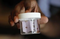 ROSEMONT, IL - SEPTEMBER 22: Bed Bug Central public relations associate Calvin Allen shows a vial containing live bed bugs at the Bed Bug University North American Summit 2010 on September 22, 2010 in Rosemont, Illinois. The two-day conference of bed bug experts and pest control workers featured seminars from …