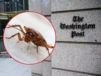 (INSET: a cockroach) The building of the Washington Post newspaper headquarter is seen on K Street in Washington DC on May 16, 2019. - The Washington Post is a major American daily newspaper published in Washington, D.C., with a particular emphasis on national politics and the federal government. It has …