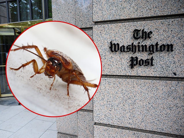 (INSET: a cockroach) The building of the Washington Post newspaper headquarter is seen on