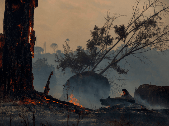 View of a burnt area of forest in Altamira, Para state, Brazil, in the Amazon basin, on Au