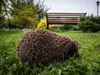 A hedgehog walks through grass in a garden outside Moscow on September 20, 2017. / AFP PHOTO / Yuri KADOBNOV (Photo credit should read YURI KADOBNOV/AFP/Getty Images)