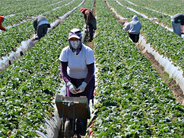 Guatemalan Farm Workers