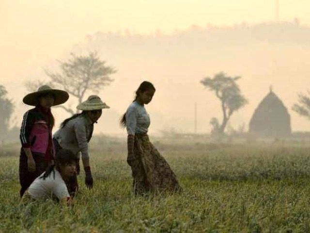 agricultural land in Myanmar