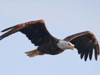 CENTERPORT, NY - JULY 29: An American bald eagle flies over Mill Pond on July 29, 2018 in Centerport, New York. (Photo by Bruce Bennett/Getty Images)