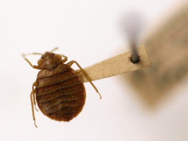 File - In this March 30, 2011, file photo, a bed bug is displayed at the Smithsonian Institution National Museum of Natural History in Washington. Bed bugs are causing a stir in New Haven, Conn., where the blood-sucking parasites have been making unwelcome appearances in places including Yale University. (AP …