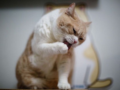 In this photo taken on December 14, 2016, male British Shorthair cat "Tsim Tung Cream Brother", or "Cream Brother" for short, cleans himself at his owner's flat in Hong Kong.