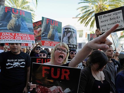BEVERLY HILLS, CA - NOVEMBER 25: Animal rights groups and PETA stop in front of a Max Mara store on Rodeo Drive during an anti-fur demonstration urging Black Friday shoppers to stop buying fur-related products on November 25, 2011 in Beverly Hills, California. Neighboring city West Hollywood unanimously approved an …