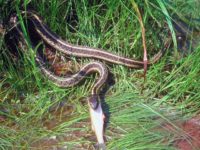Maine garter-snake-eating-fish