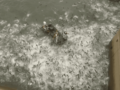 Asian Carp in Kentucky