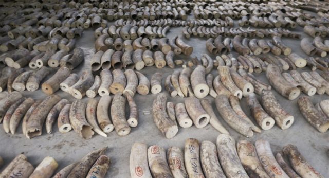 Singapore to ban sale of elephant ivory from 2021