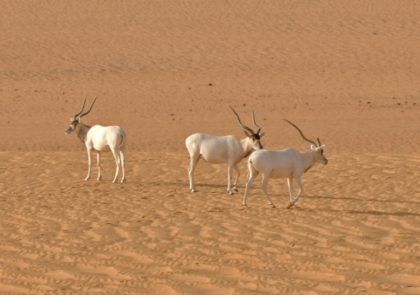 Africa's biggest reserve under threat from Chinese oil deal: activists