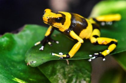 Conservationists urge 'tighter wildlife laws' after Trump move