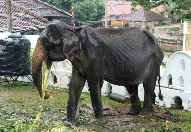 Elderly skeletal elephant spared Sri Lanka parade