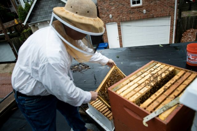 Eye of the swarm: experts take sting out of urban beekeeping - Breitbart