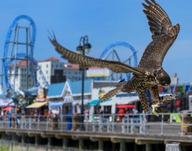Hawkeyed: raptors liberate US beach town from hungry gulls