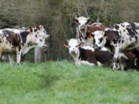 469d43_brown-white-cows-in-field-northwestern-french-village-camembert-in-normandy-640x427
