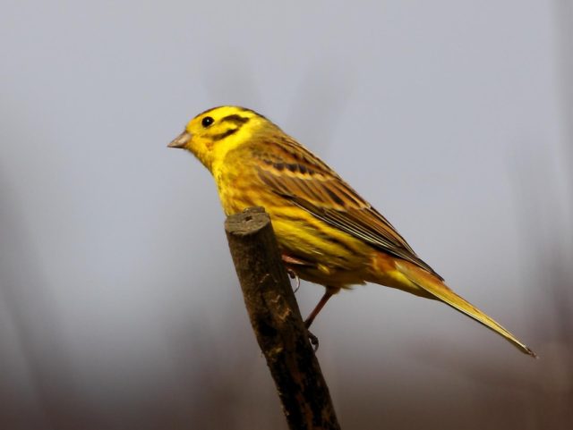 The Yellowhammer bird. https://www.flickr.com/photos/24874528@N04/