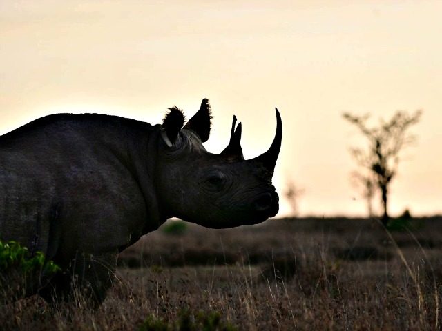 Black Rhino